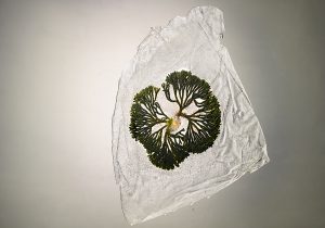 Fotografía de Alga, verde, hielo