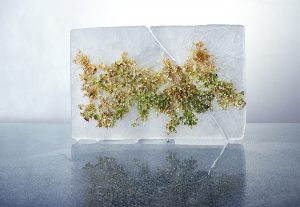 Fotografía de Algas, verdes y amarillas, hielo