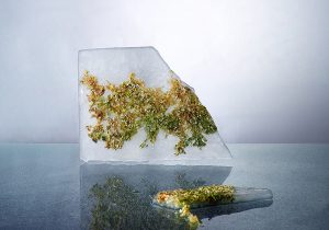 Fotografía de Algas, verdes y amarillas, hielo