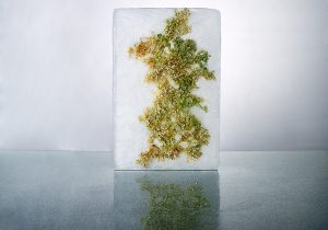 Fotografía de Algas, verdes y amarillas, hielo