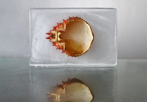 Fotografía de Cangrejo, Naranja, hielo, horizontal