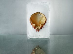 Fotografía de Cangrejo, Naranja, hielo, horizontal