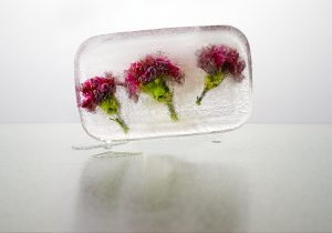 Fotografía de claveles, Rosa,verde hielo, en oficina 