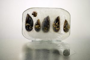 Fotografía de mejillones,negros, grises, hielo, agua, horizontal
