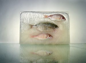 Fotografía de peces,amarillo, rojo, naranja, grises, hielo, agua, horizontal