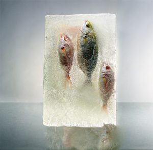 Fotografía de peces, amarillo, rojo, naranja, grises, hielo, agua, vertical