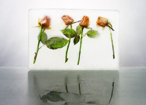 Fotografía de rosas-1 naranja, verdes,blancas,hielo, agua, horizontal