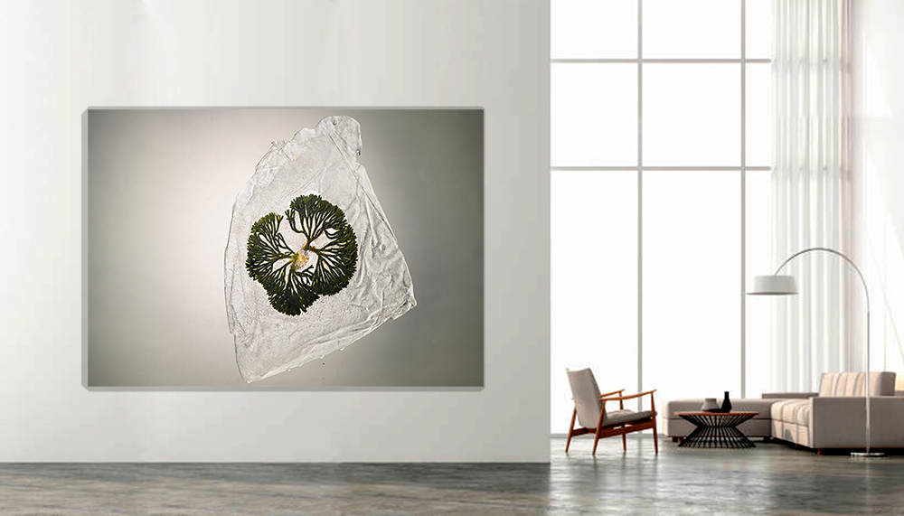 "Hydrogenesis" Alga 3