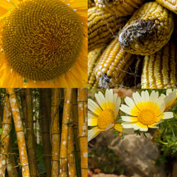 Amarillo