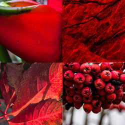 Rojo