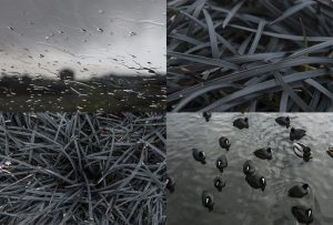 Montaje de cuatro Fotografías, creaciones, negro, naturaleza, horizontal