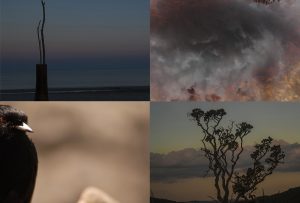 Montaje de cuatro Fotografías, creaciones, negro, naturaleza, horizontal