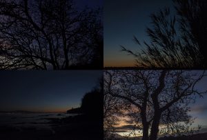 Montaje de cuatro Fotografías, creaciones, negro, naturaleza, horizontal