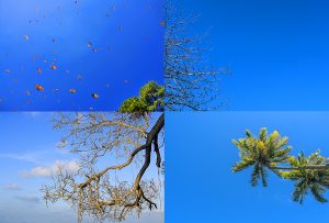 Montaje de cuatro Fotografías, creaciones, azul, naturaleza, horizontal