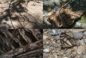 Montaje de cuatro Fotografías, creaciones, amarillos, naturaleza, horizontal