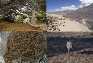 Montaje de cuatro Fotografías, creaciones, marrones, naturaleza, horizontal