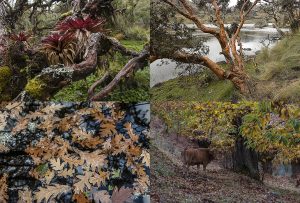 Montaje de cuatro Fotografías, creaciones, marrones, naturaleza, horizontal