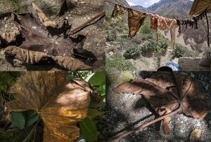 Montaje de cuatro Fotografías, creaciones, marrones, naturaleza, horizontal