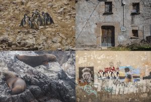 Montaje de cuatro Fotografías, creaciones, amarillos, naturaleza, horizontal