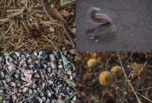 Montaje de cuatro Fotografías, creaciones, marrones, naturaleza, horizontal