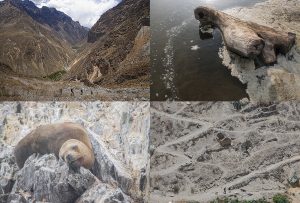 Montaje de cuatro Fotografías, creaciones, marrones, naturaleza, horizontal