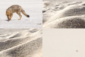 Montaje de cuatro Fotografías, creaciones, amarillos, naturaleza, horizontal