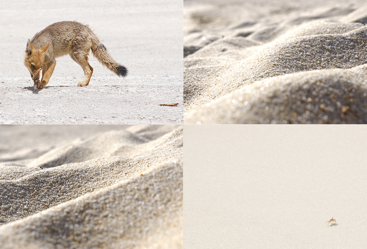 Animales