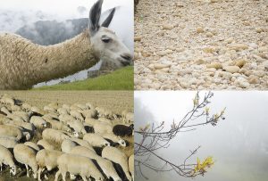 Montaje de cuatro Fotografías, creaciones, amarillos, naturaleza, horizontal