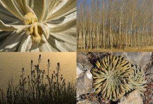 Montaje de cuatro Fotografías, creaciones, amarillos, naturaleza, horizontal