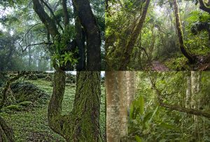 Montaje de cuatro Fotografías, creaciones, verde, naturaleza, horizontal