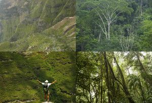 Montaje de cuatro Fotografías, creaciones, verde, naturaleza, horizontal