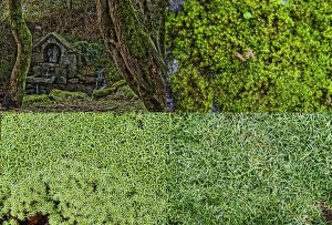 Montaje de cuatro Fotografías, creaciones, verde, naturaleza, horizontal