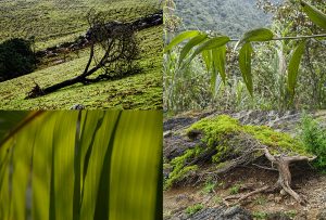 Montaje de cuatro Fotografías, creaciones, verde, naturaleza, horizontal