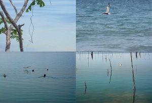 Montaje de cuatro Fotografías, creaciones, verde, naturaleza, horizontal