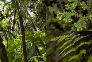 Montaje de cuatro Fotografías, creaciones, verde, naturaleza, horizontal