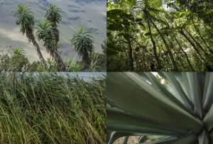 Montaje de cuatro Fotografías, creaciones, verde, naturaleza, horizontal