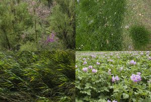 Montaje de cuatro Fotografías, creaciones, verde, naturaleza, horizontal