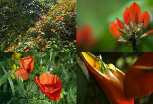 Montaje de cuatro Fotografías, creaciones, naranja, naturaleza, horizontal
