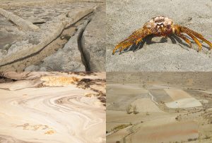 Montaje de cuatro Fotografías, creaciones, naranja, naturaleza, horizontal
