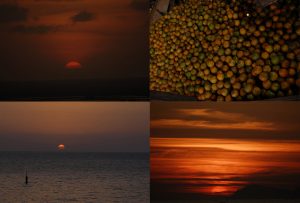 Montaje de cuatro Fotografías, creaciones, naranja, naturaleza, horizontal