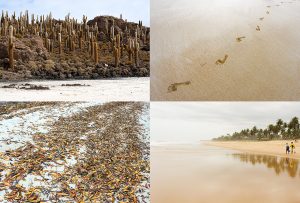 Montaje de cuatro Fotografías, creaciones, naranja, naturaleza, horizontal