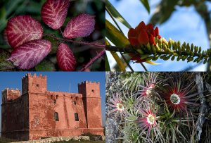Montaje de cuatro Fotografías, creaciones, rojo, naturaleza, horizontal