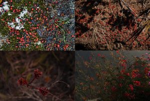 Montaje de cuatro Fotografías, creaciones, rojo, naturaleza, horizontal