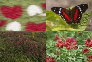 Montaje de cuatro Fotografías, creaciones, rojo, naturaleza, horizontal