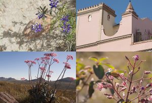 Montaje de cuatro Fotografías, creaciones, rosa, naturaleza, horizontal