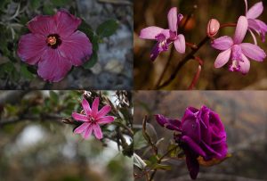 Montaje de cuatro Fotografías, creaciones, rosa, naturaleza, horizontal