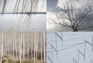 Montaje de cuatro Fotografías, creaciones, blanco, naturaleza, horizontal