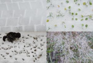 Montaje de cuatro Fotografías, creaciones, blanco, naturaleza, horizontal