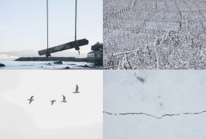 Montaje de cuatro Fotografías, creaciones, blanco, naturaleza, horizontal