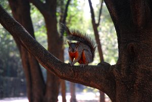 Fotografía de Ardilla, animales, marro, naranja.